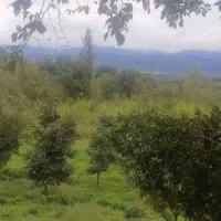 کومله لنگرود فروش زمین ۲۰۰۰متری|فروش زمین و ملک کلنگی|کومله, |دیوار