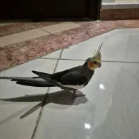 عروس هلندی رام و دستی|پرنده|اسلام‌شهر, شهرک سعیدیه|دیوار