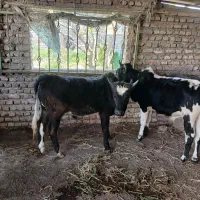 گوساله پایه پروار