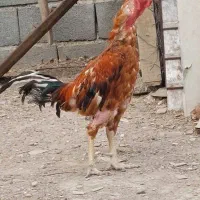 خروس لاری