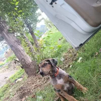 واگذاری گیریت دین نر کم نظیر|سگ|بابل, |دیوار