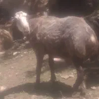 قوچ مهربانی گوش لول