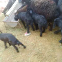 گوسفند|حیوانات مزرعه|خنداب, |دیوار