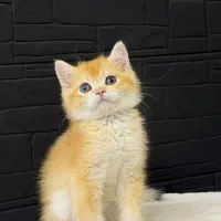 بریتیش شورت هیر گلد(عکس اختصاصی)