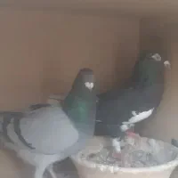 کبوتر مسافتی|پرنده|شهریار, شهریار|دیوار