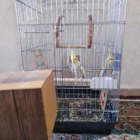 دوعدد عروس هلندی با تمام‌ وسایل