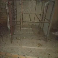 لونه مرغ|لوازم جانبی حیوانات|آبدانان, |دیوار