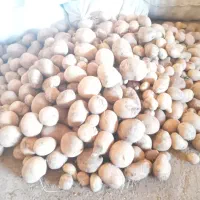 سیب زمینی بذری