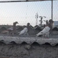 کبوتر|پرنده|مینودشت, |دیوار