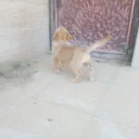 سگ.|سگ|جوادآباد, |دیوار