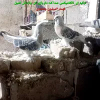 کبوتر ترکیه ای اصیل
