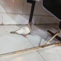 کفتر سینه زرد کبوتر سینه زرد