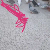 کفتر بوم پرشی