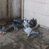 صید|پرنده|مشهد, شهید قربانی|دیوار