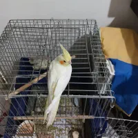 عروس هلندی|پرنده|محمدیه-قزوین, |دیوار