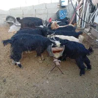 فروش 14رس بزغاله نر|حیوانات مزرعه|محلات, |دیوار