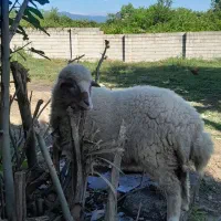 بره ماده 5ماهه