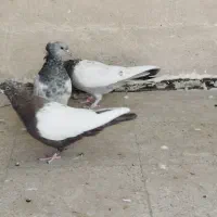 ماده رنگی|پرنده|شیراز, میانرود|دیوار