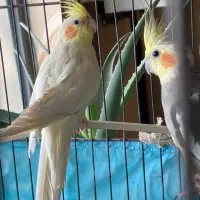 یک جفت عروس هلندی|پرنده|نورآباد, |دیوار