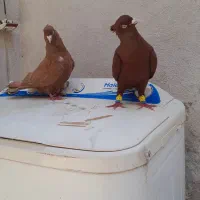 کبوتر
