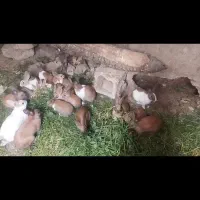 خرگوش|موش و خرگوش|زمکان, |دیوار