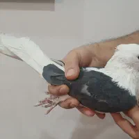 کفتر|پرنده|تهران, وردآورد|دیوار