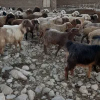 فروش۳۰راس بز|حیوانات مزرعه|اندیمشک, |دیوار