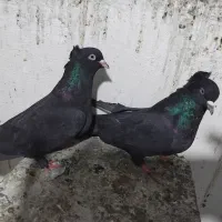 کبوتراصفهانی|پرنده|برخوار, |دیوار