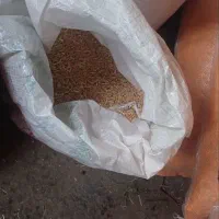 گندم حدود ۵۰۰کیلو مخصوص دام