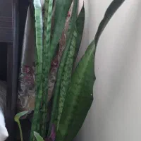 حراج لوازم منزل|حراج|مشهد, تربیت (صدف)|دیوار