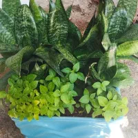 چند نوع گل هر کدام 150هزار تومان