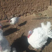 بوقلمون گوشتی|حیوانات مزرعه|شاهرود, |دیوار