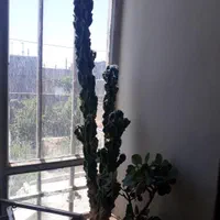 ۲ عدد کاکتوس سخره ای|گل و گیاه طبیعی|مشهد, مشهدقلی|دیوار