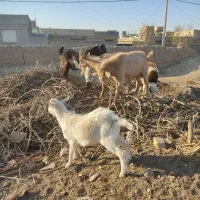 نر بز سانن پاکستانی و الپاین