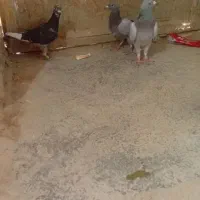 کفتر فروشی چهار تا جوجه نر سرکله دار ابلغ|پرنده|صابری, |دیوار