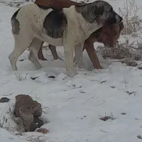 سگ ماده|سگ|انزل, |دیوار