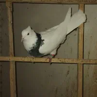 ساده و اصلی|پرنده|نیشابور, هفده شهریور|دیوار