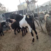 نر بز نجدی|حیوانات مزرعه|الشتر, |دیوار