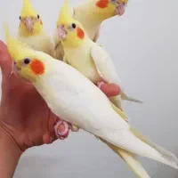 عروس هلندی فول دستی ومرغ مینا سخنگو جنت شهر