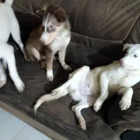 هاسکی|سگ|گرگان, |دیوار