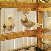 فروش بوم کبوتر|پرنده|اصفهان, فردوان|دیوار