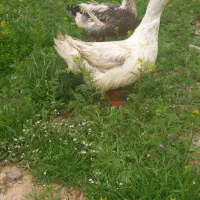 دو عدد اردک جوان