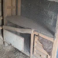 میزوقفس مخصوص نگهداری پرندگان زینتی