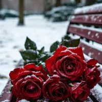 توم درجه یک