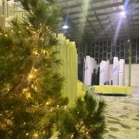 درخت کریسمس طبیعی ارتفاع ۳متر|گل و گیاه طبیعی|اصفهان, باغ زرشک|دیوار