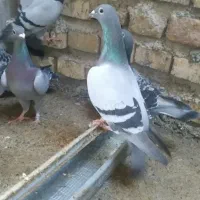 پرنده مسافتی جواب داده|پرنده|مینودشت, |دیوار