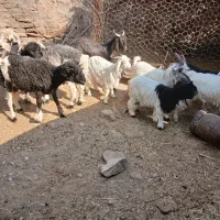 ۱۱۱|حیوانات مزرعه|مسجد سلیمان, |دیوار