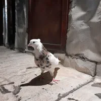 کبوتر معاوضه با طوطی برزیلی مرغ عشق فنچ عروس هلندی