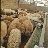 سلامت گوشت و جگر به شرط٪گوسفند زنده شکمخالی