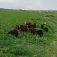 باسلام ۶ عدد بره ماده